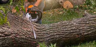 How Our Tree Care Process Works  in  Markle, IN